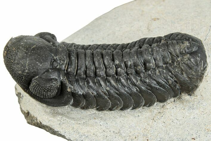 Detailed Austerops Trilobite - Ofaten, Morocco #287577